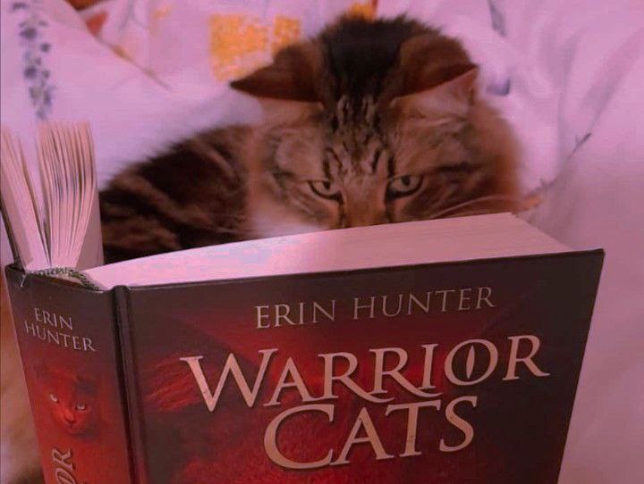 Cat reading Warrior Cats